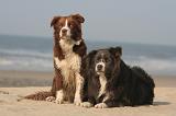 BORDER COLLIE 1439